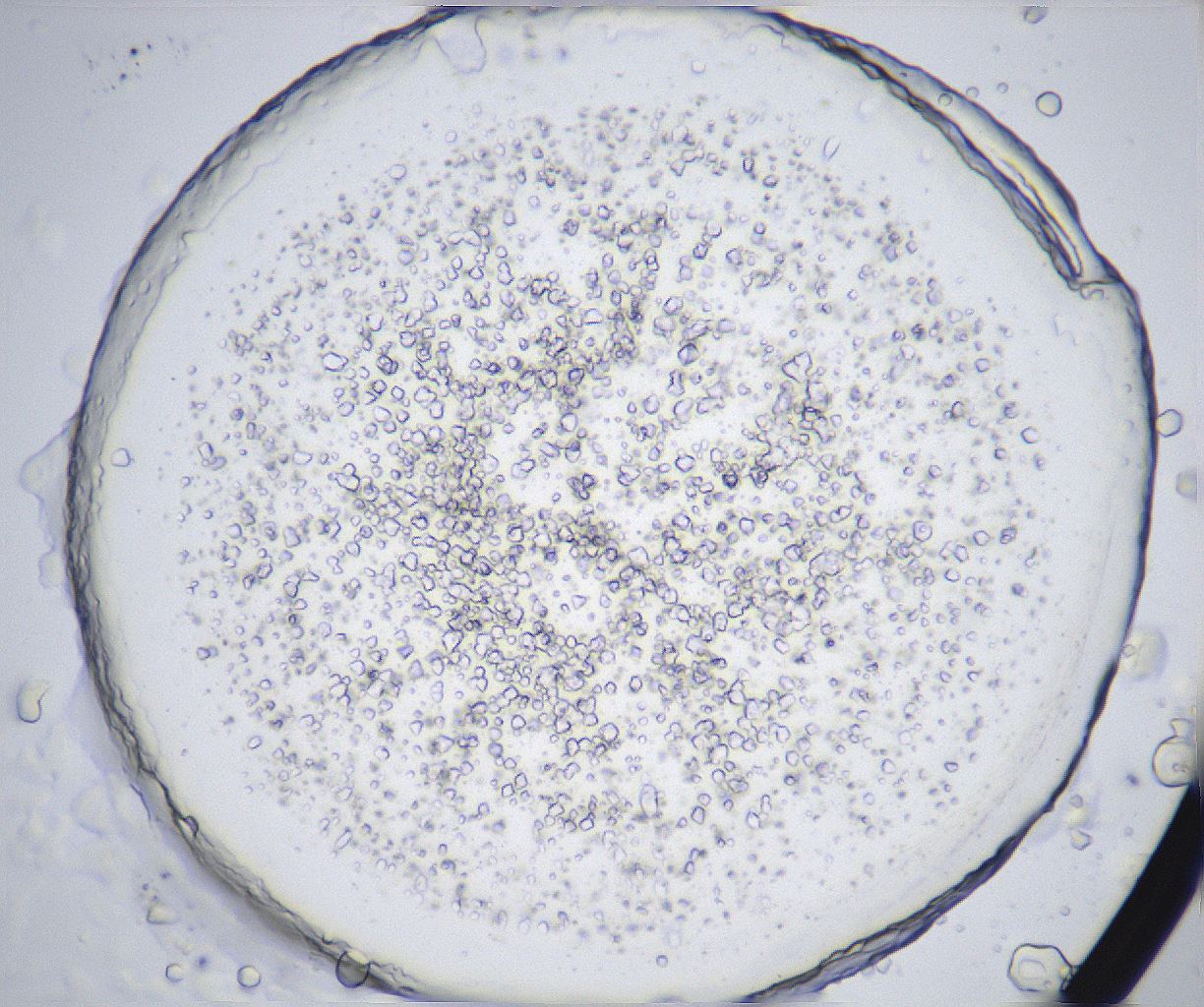 folderID358_plateID2358_batchID11080_wellNum22_profileID1_d1_r168013_ef.jpg