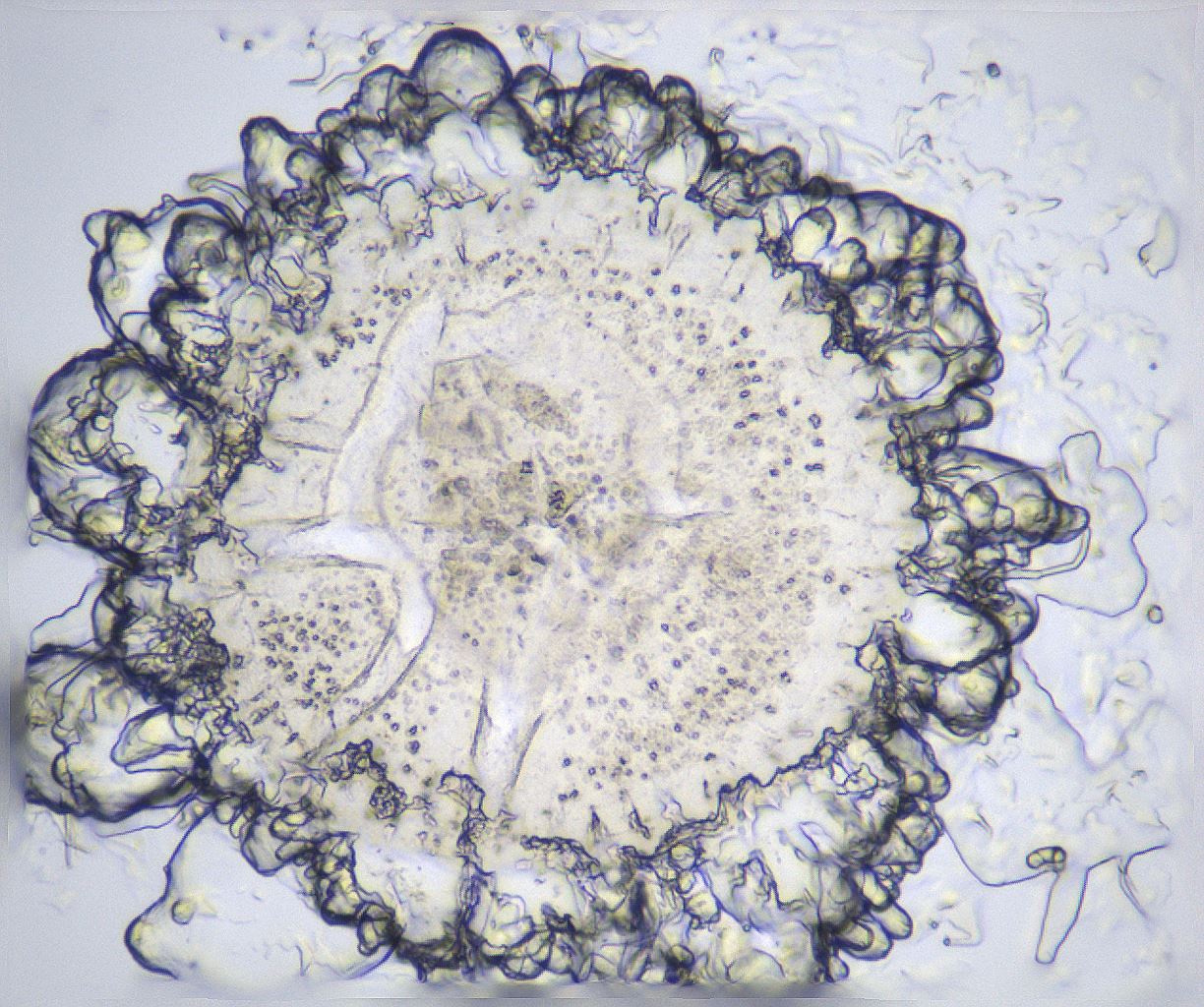 folderID359_plateID2359_batchID11078_wellNum31_profileID1_d1_r167263_ef.jpg