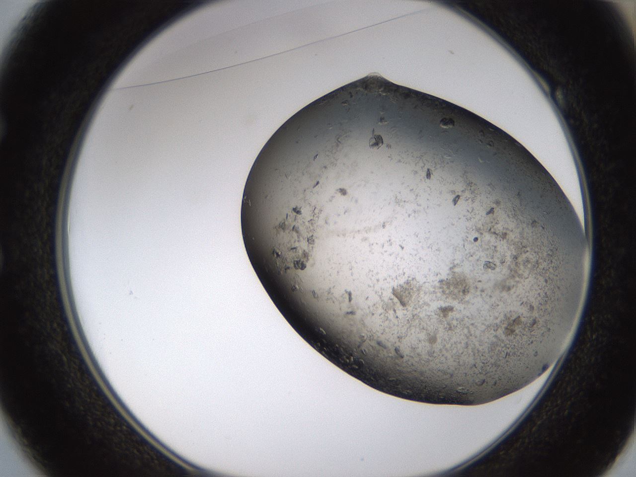 folderID361_plateID1361_batchID4723_wellNum49_profileID1_d1_r82432_ef.jpg