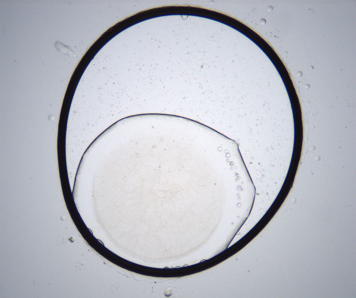 folderID358_plateID2358_batchID11080_wellNum30_profileID1_d1_r168029_ef.jpg