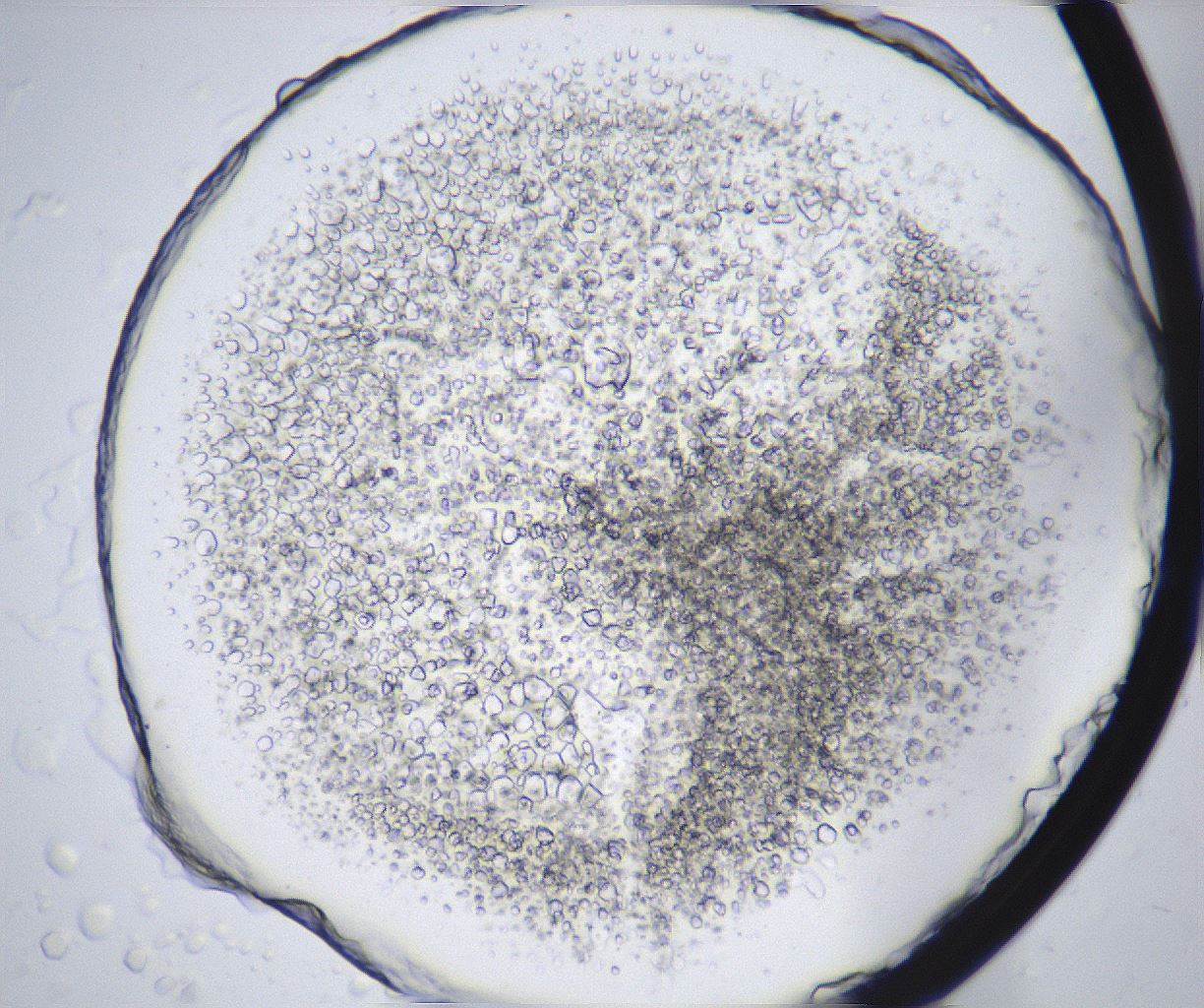 folderID358_plateID2358_batchID11080_wellNum32_profileID1_d1_r168033_ef.jpg