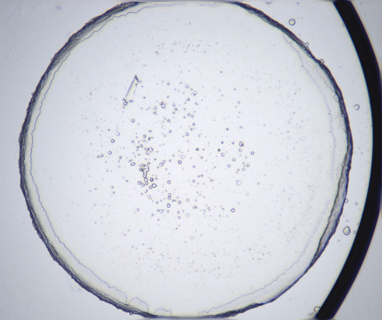 folderID358_plateID2358_batchID11080_wellNum48_profileID1_d1_r168065_ef.jpg