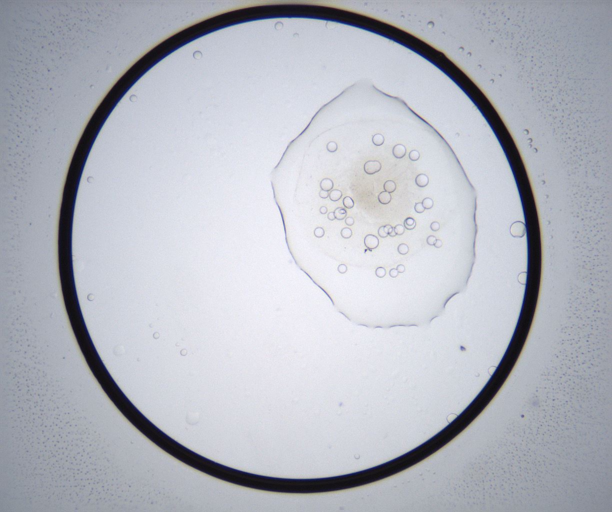 folderID359_plateID2359_batchID11078_wellNum26_profileID1_d1_r167253_ef.jpg