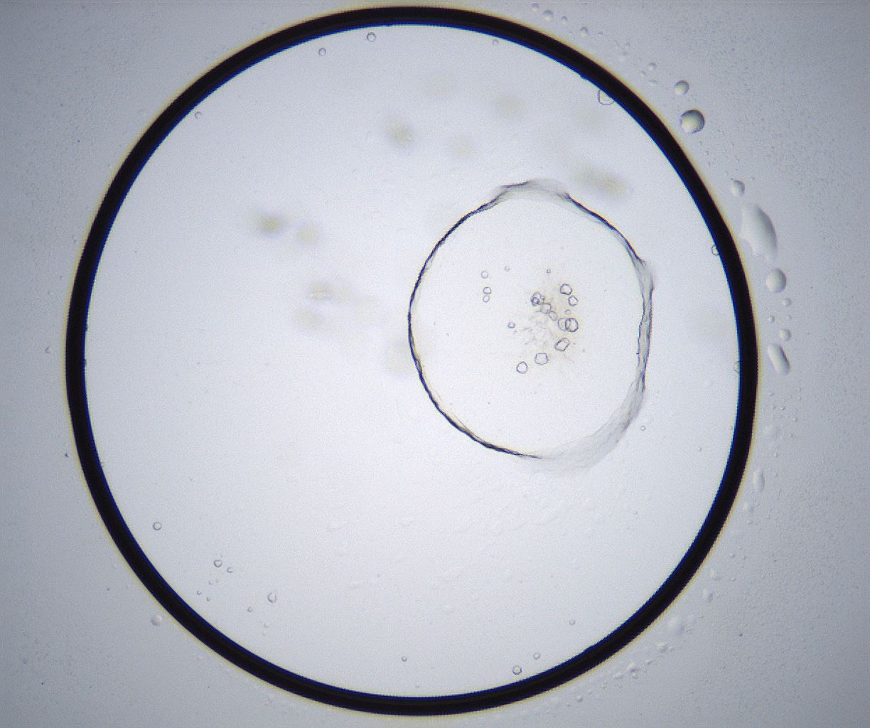folderID359_plateID2359_batchID11078_wellNum28_profileID1_d1_r167257_ef.jpg