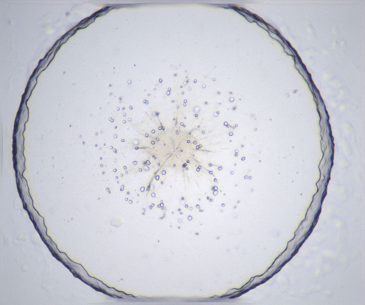 folderID359_plateID2359_batchID11078_wellNum41_profileID1_d1_r167283_ef.jpg