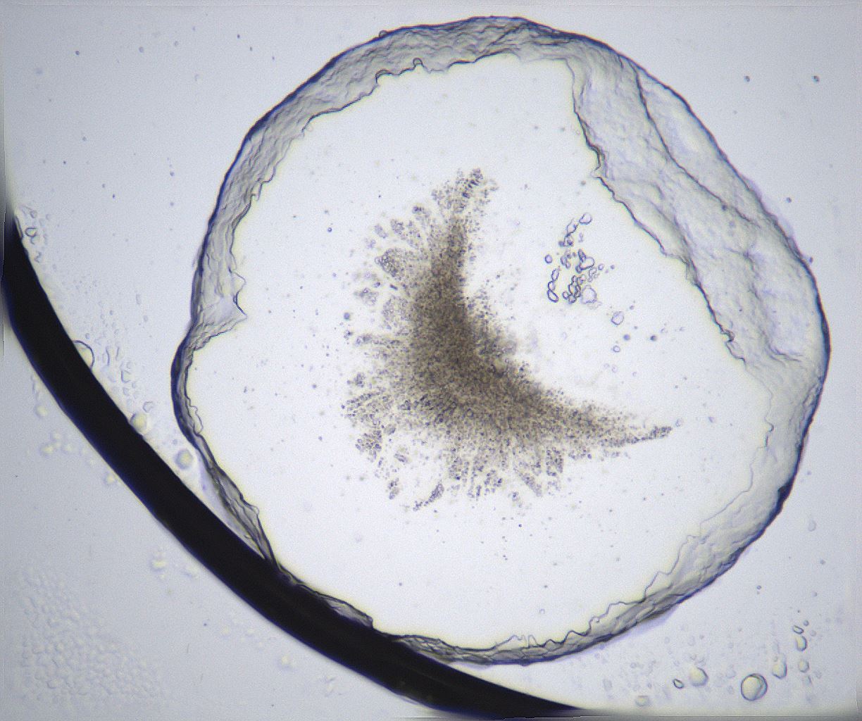 folderID359_plateID2359_batchID11078_wellNum42_profileID1_d1_r167285_ef.jpg