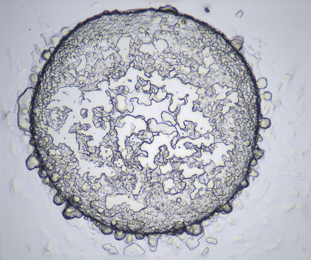folderID359_plateID2359_batchID11078_wellNum48_profileID1_d1_r167297_ef.jpg