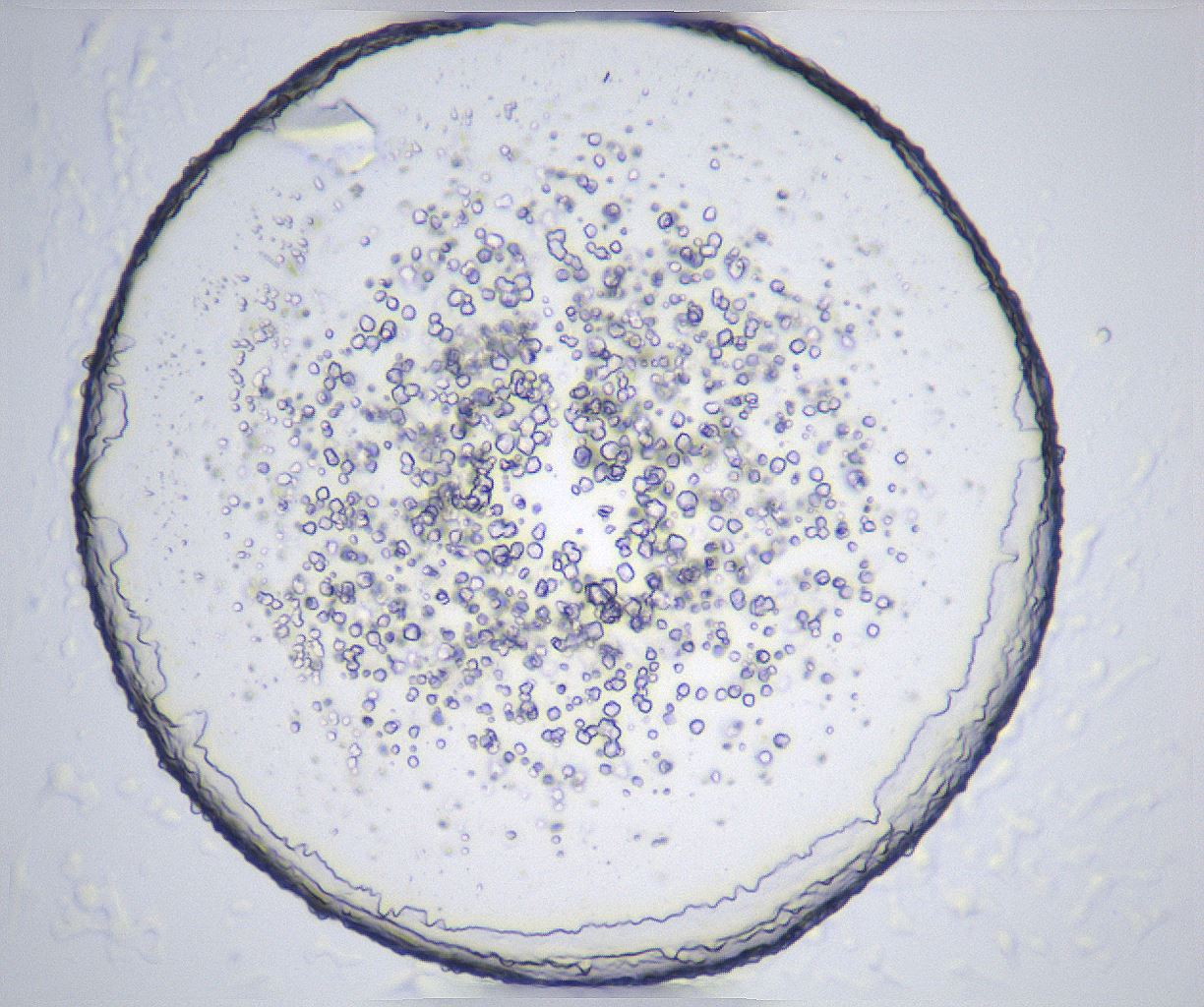 folderID359_plateID2359_batchID11078_wellNum65_profileID1_d1_r167331_ef.jpg