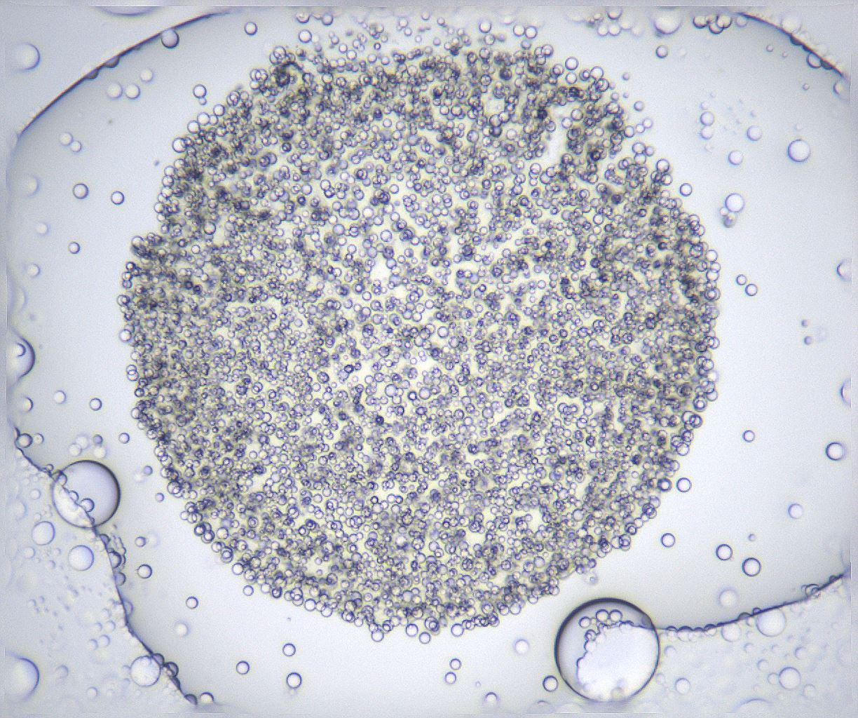 folderID359_plateID2359_batchID11078_wellNum92_profileID1_d1_r167385_ef.jpg