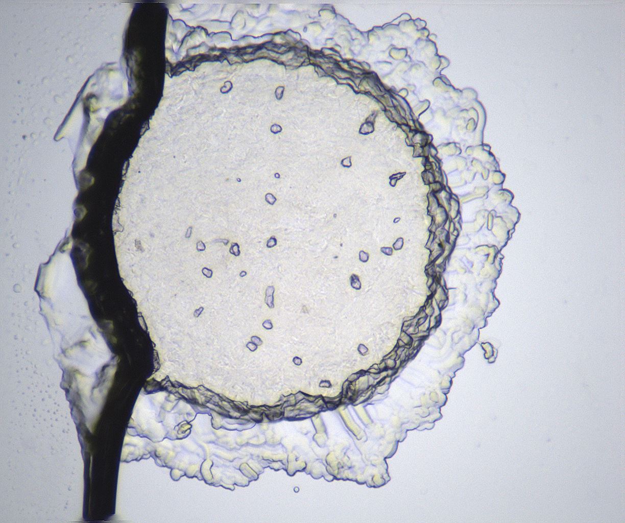 folderID360_plateID2360_batchID11086_wellNum94_profileID1_d1_r168349_ef.jpg