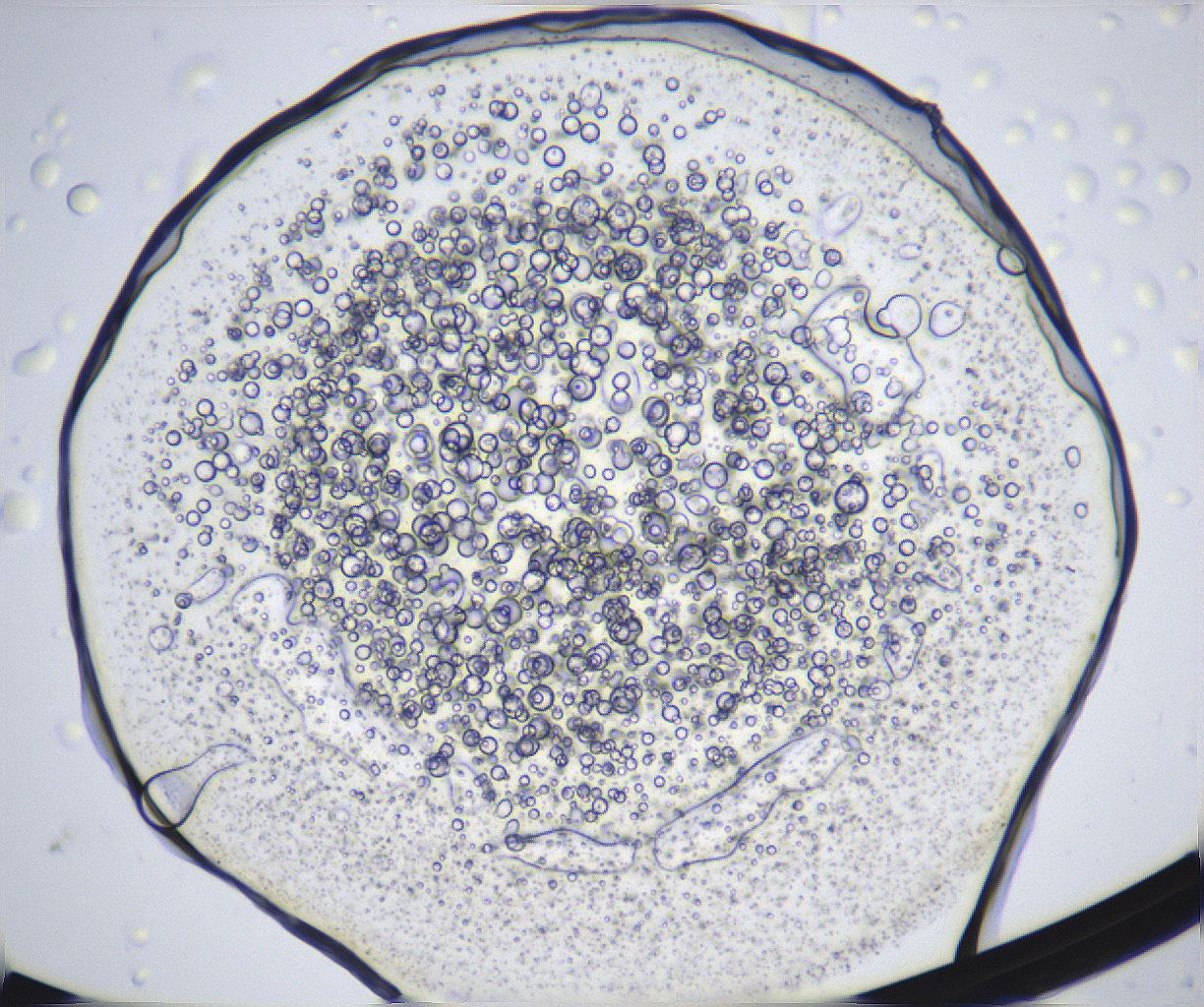 folderID361_plateID2361_batchID11084_wellNum19_profileID1_d1_r167815_ef.jpg