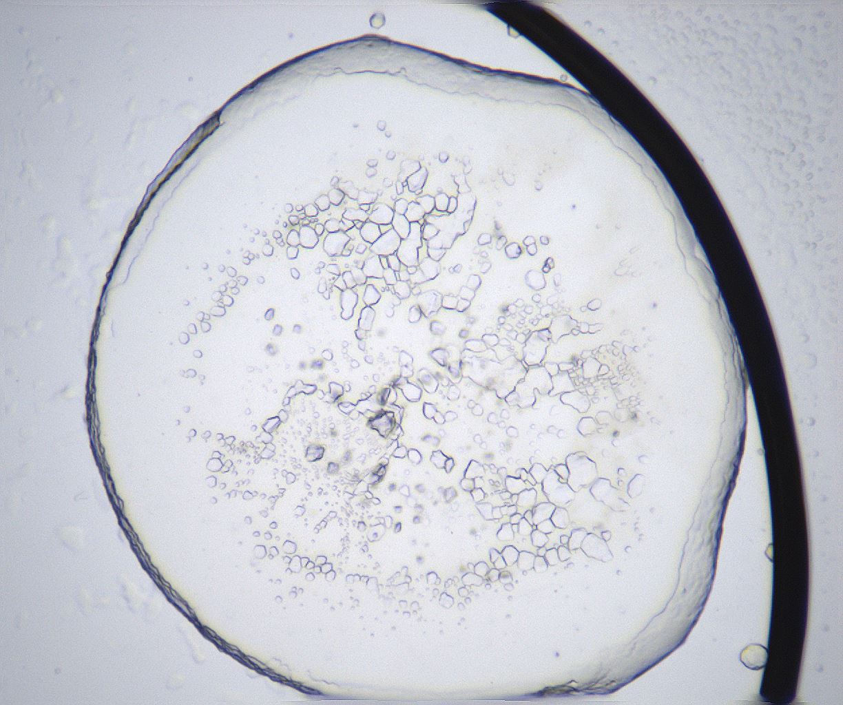 folderID362_plateID2362_batchID11079_wellNum28_profileID1_d1_r167449_ef.jpg
