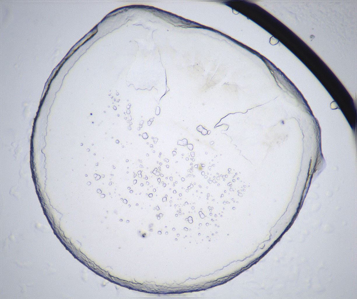 folderID362_plateID2362_batchID11079_wellNum29_profileID1_d1_r167451_ef.jpg