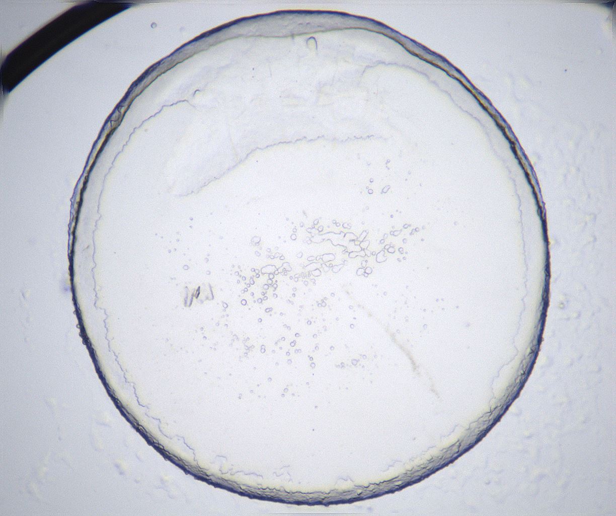 folderID362_plateID2362_batchID11079_wellNum30_profileID1_d1_r167453_ef.jpg