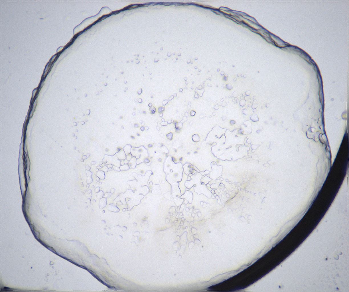 folderID362_plateID2362_batchID11079_wellNum4_profileID1_d1_r167401_ef.jpg