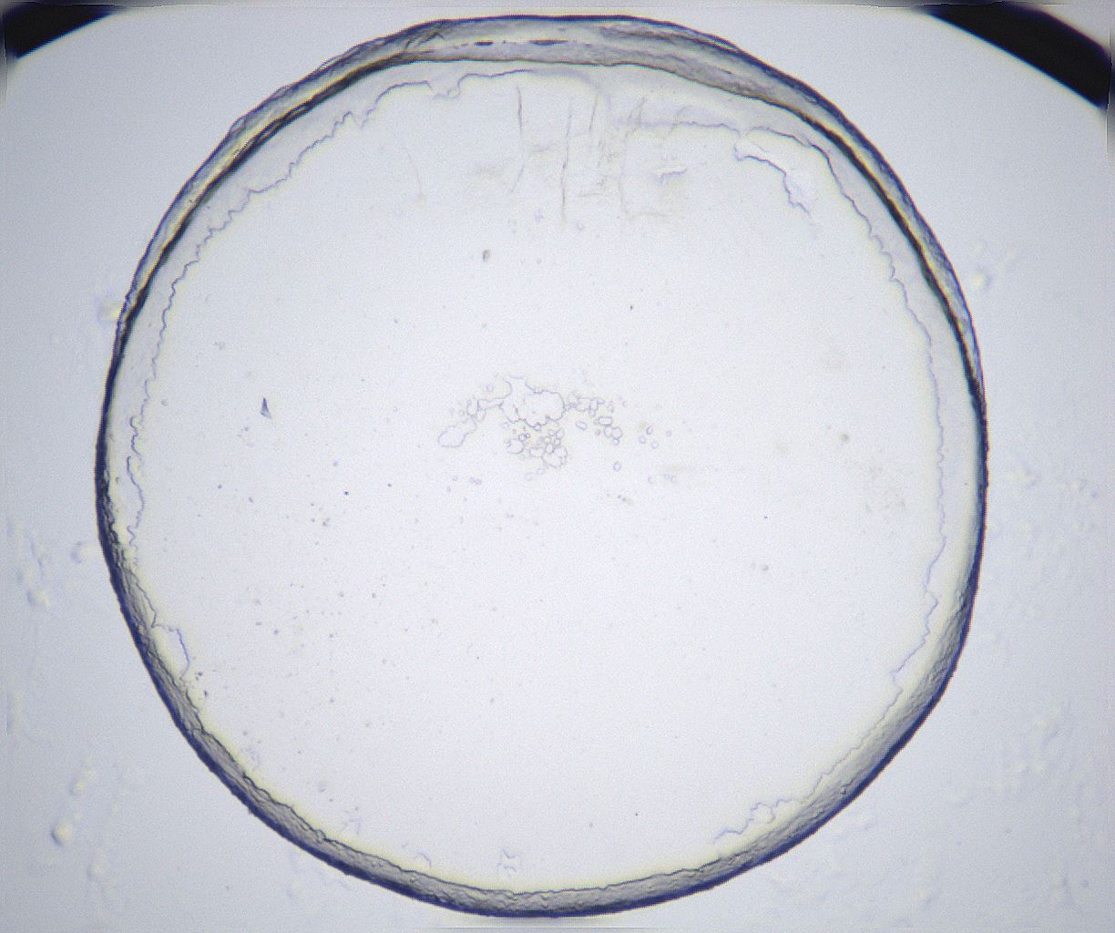 folderID362_plateID2362_batchID11079_wellNum55_profileID1_d1_r167503_ef.jpg