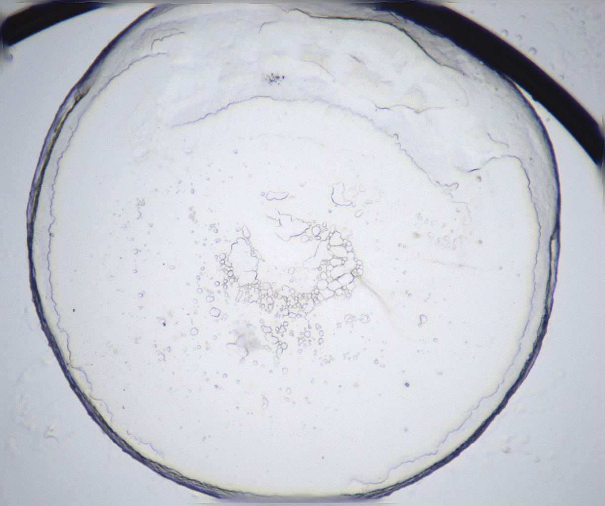 folderID362_plateID2362_batchID11079_wellNum67_profileID1_d1_r167527_ef.jpg