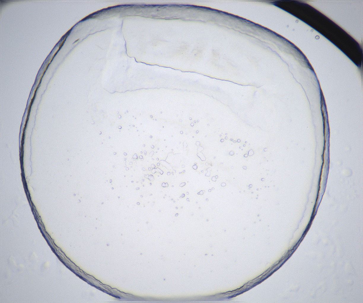 folderID362_plateID2362_batchID11079_wellNum77_profileID1_d1_r167547_ef.jpg