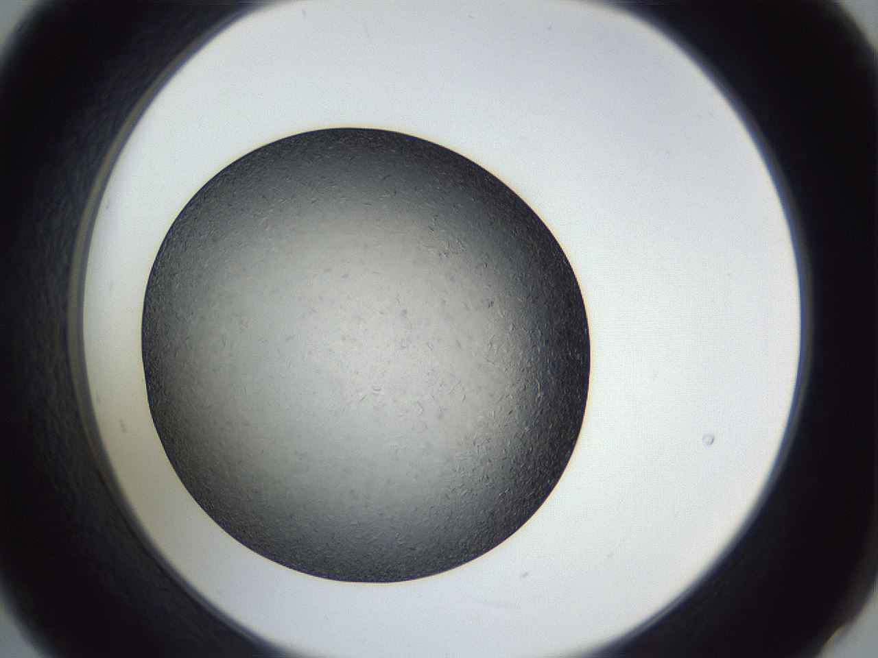 folderID364_plateID1364_batchID4726_wellNum21_profileID1_d2_r82617_ef.jpg