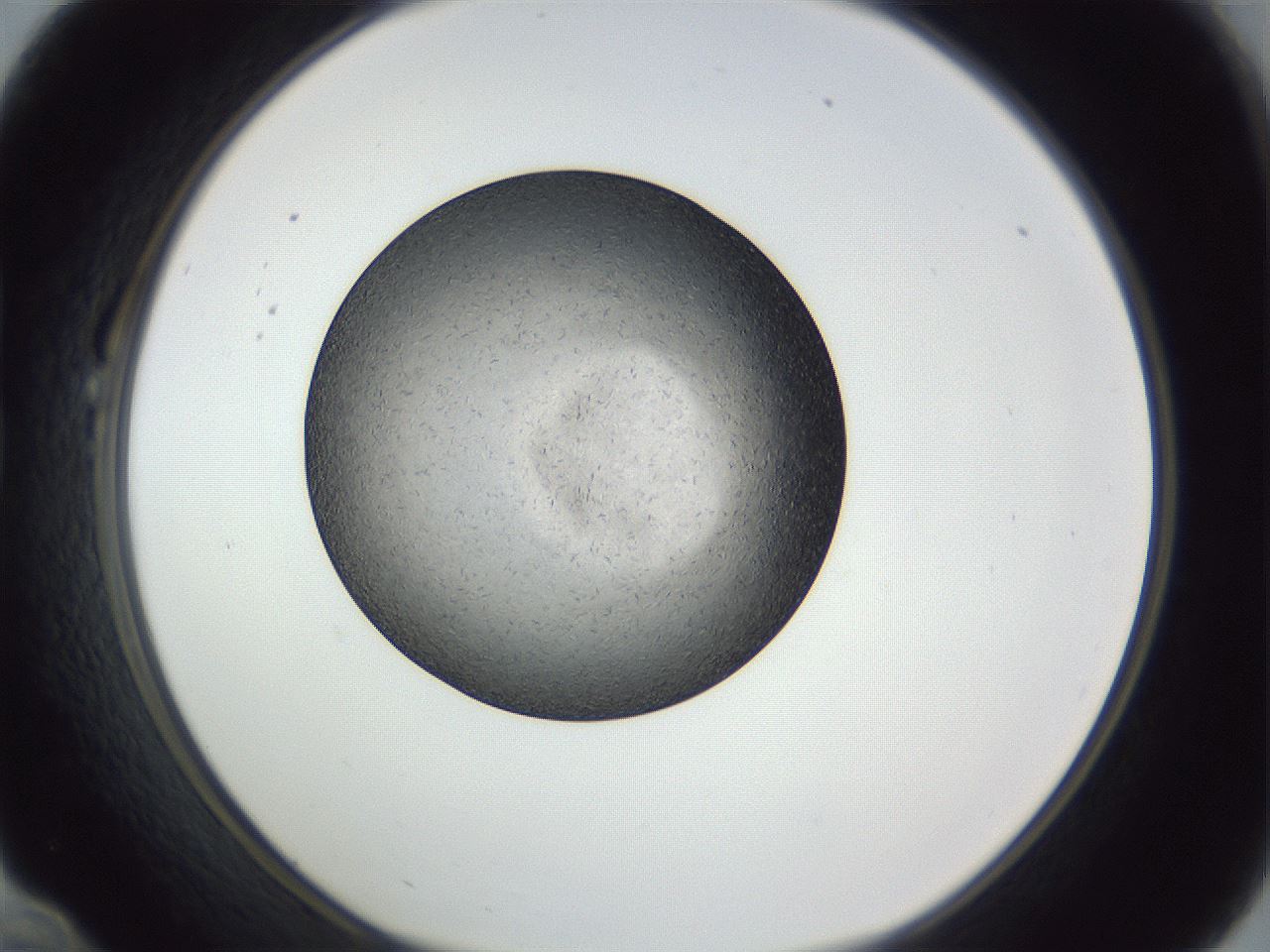 folderID364_plateID1364_batchID4726_wellNum22_profileID1_d1_r82618_ef.jpg