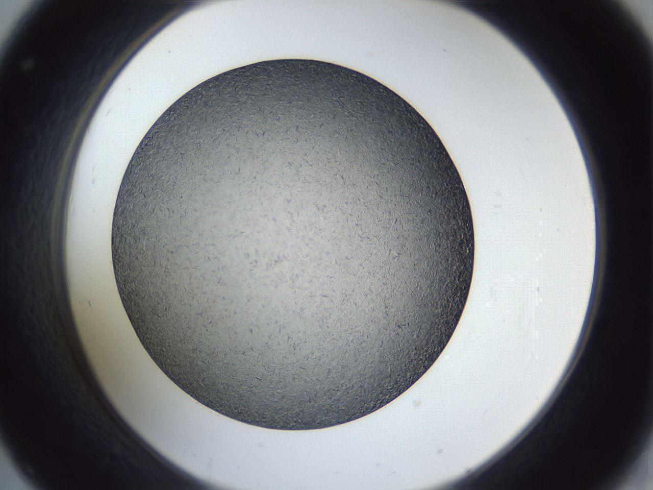 folderID364_plateID1364_batchID4726_wellNum32_profileID1_d2_r82639_ef.jpg