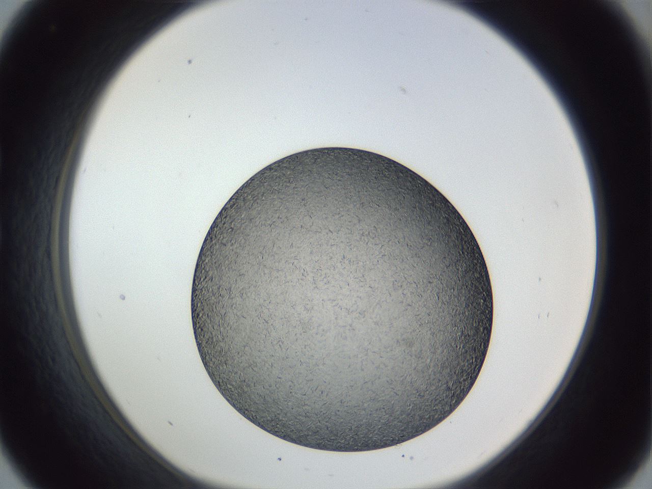 folderID364_plateID1364_batchID4726_wellNum33_profileID1_d1_r82640_ef.jpg
