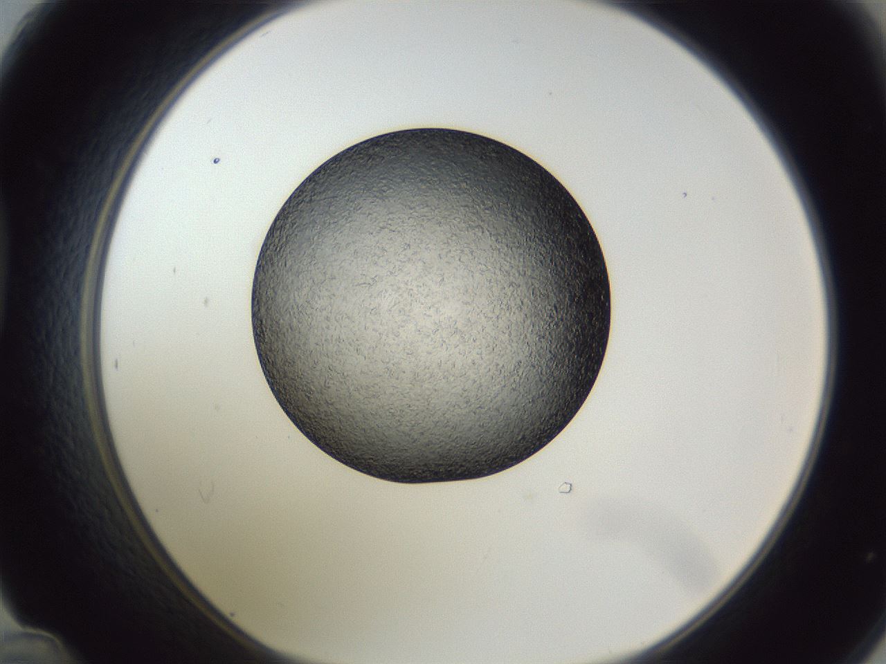 folderID364_plateID1364_batchID4726_wellNum48_profileID1_d1_r82670_ef.jpg