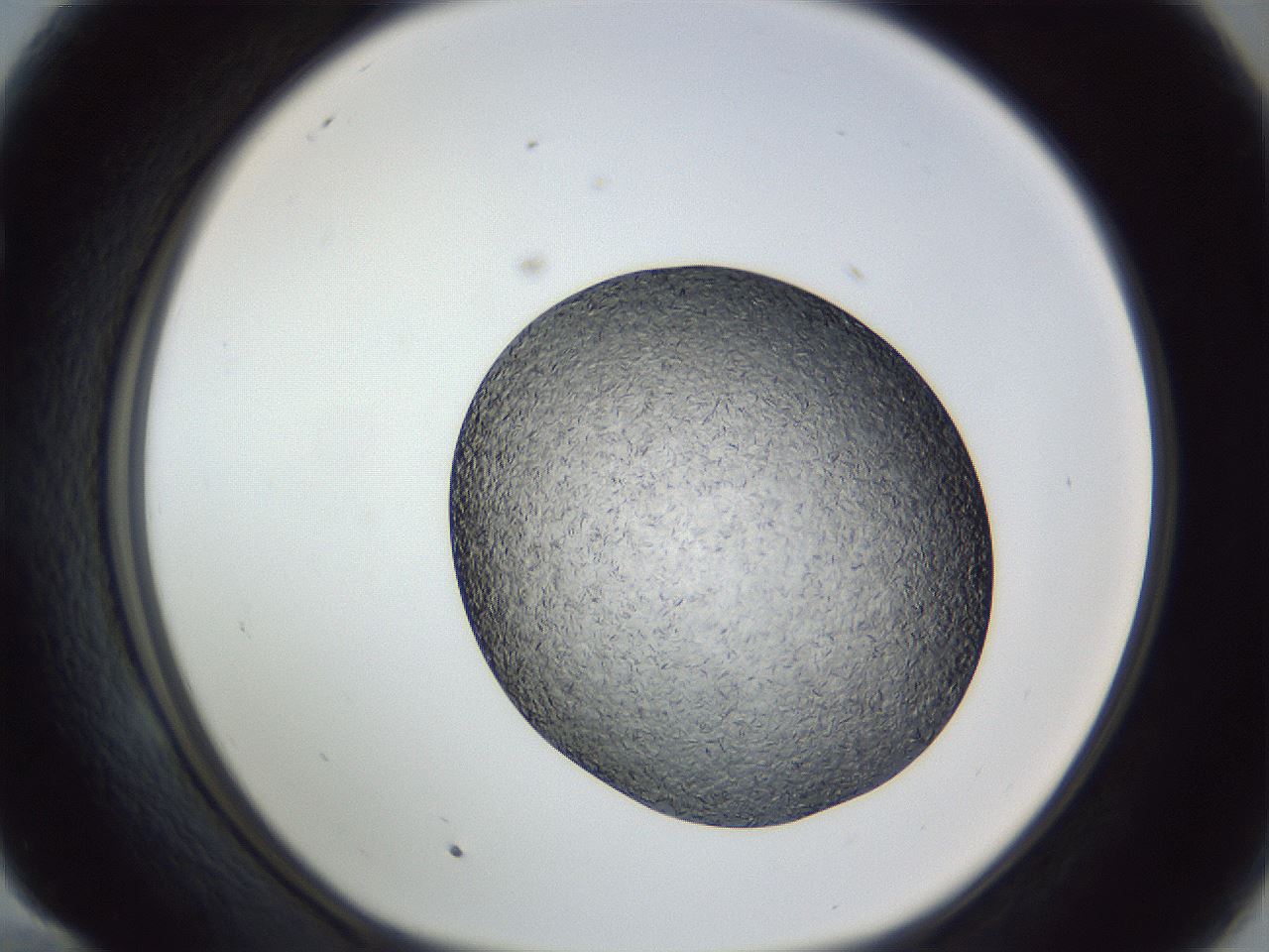 folderID364_plateID1364_batchID4726_wellNum58_profileID1_d1_r82690_ef.jpg
