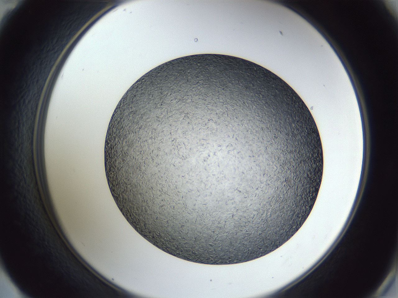 folderID364_plateID1364_batchID4726_wellNum59_profileID1_d2_r82693_ef.jpg