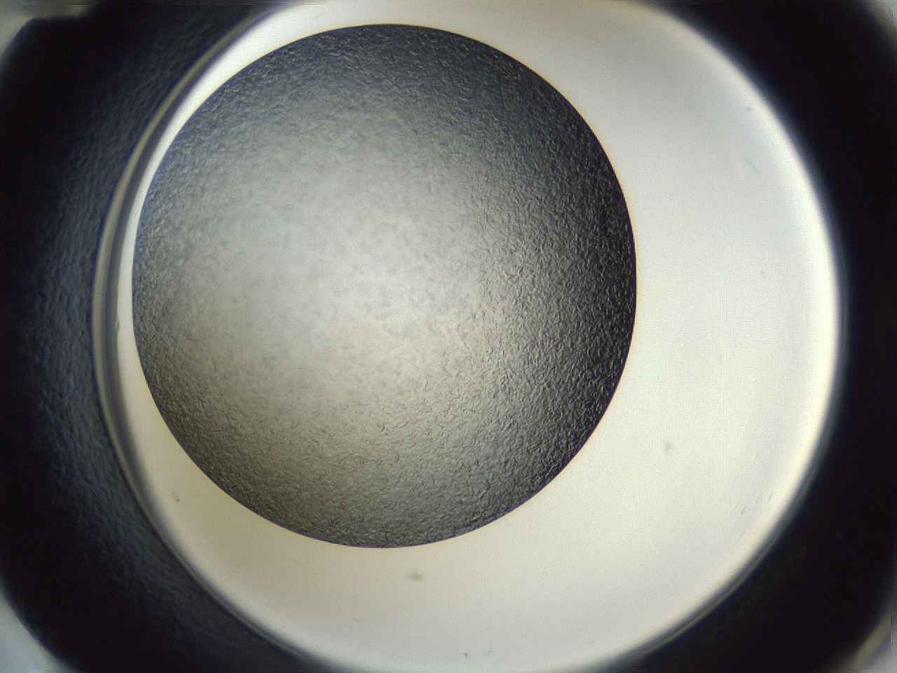 folderID364_plateID1364_batchID4726_wellNum60_profileID1_d2_r82695_ef.jpg