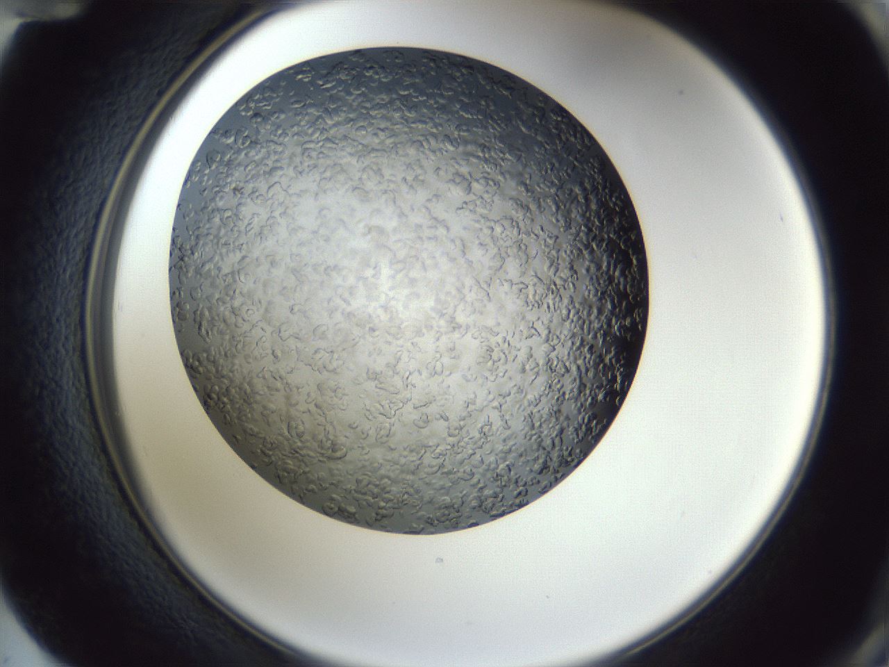 folderID364_plateID1364_batchID4726_wellNum72_profileID1_d2_r82719_ef.jpg