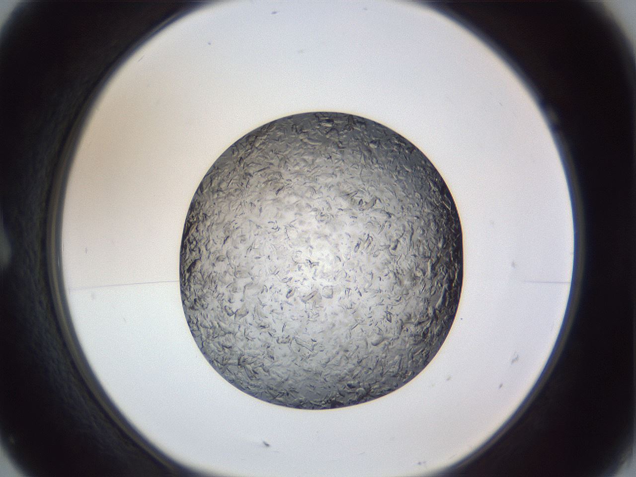 folderID364_plateID1364_batchID4726_wellNum7_profileID1_d1_r82588_ef.jpg