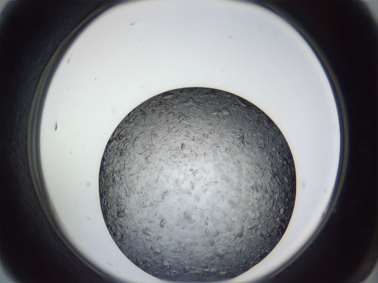 folderID364_plateID1364_batchID4726_wellNum7_profileID1_d2_r82589_ef.jpg