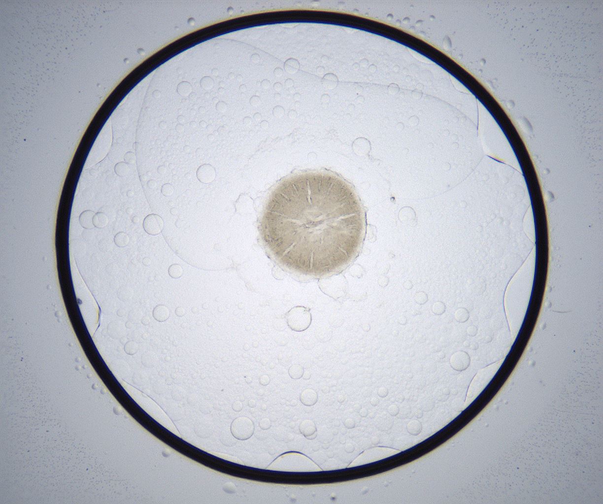 folderID365_plateID2365_batchID11087_wellNum52_profileID1_d1_r168457_ef.jpg