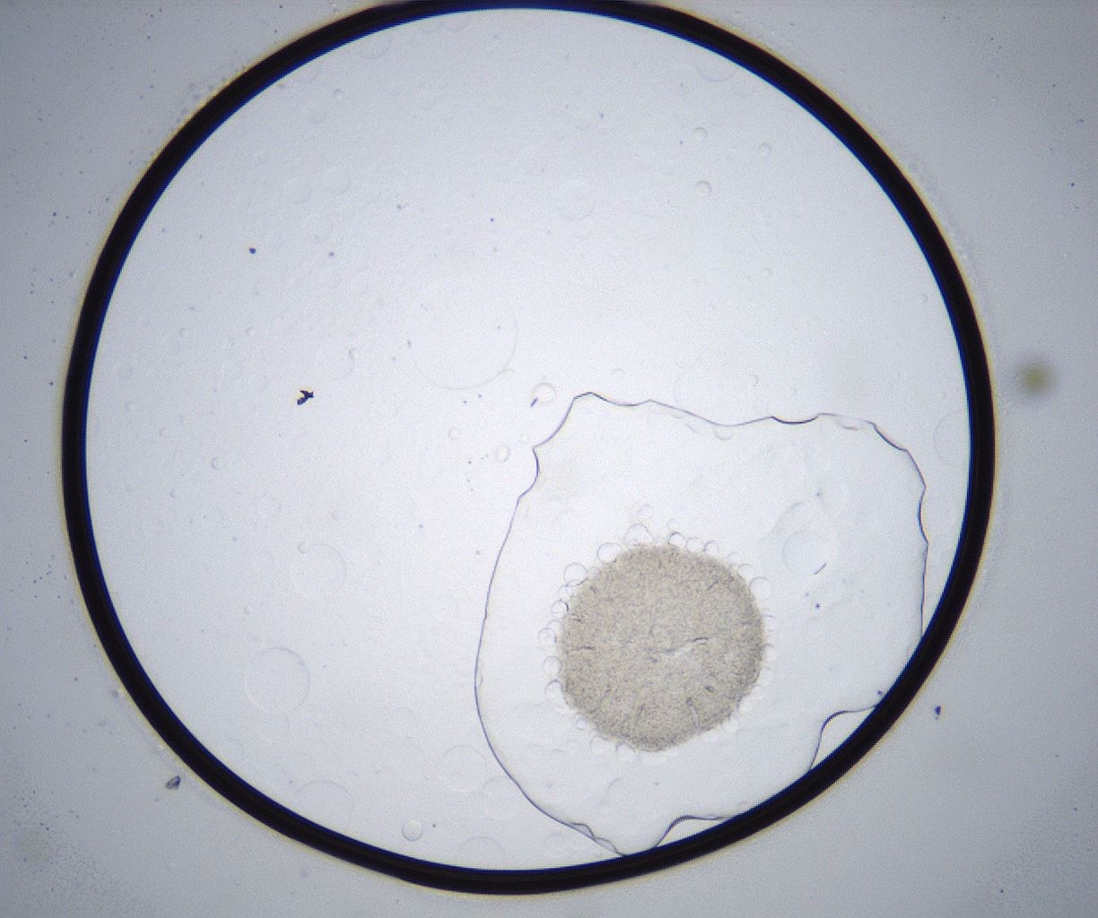 folderID365_plateID2365_batchID11087_wellNum9_profileID1_d1_r168371_ef.jpg