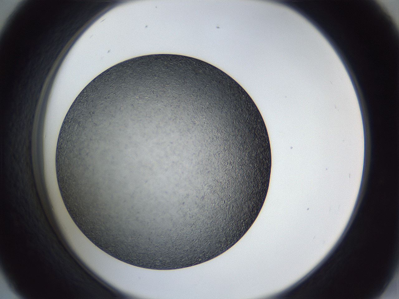 folderID364_plateID1364_batchID4726_wellNum45_profileID1_d2_r82665_ef.jpg