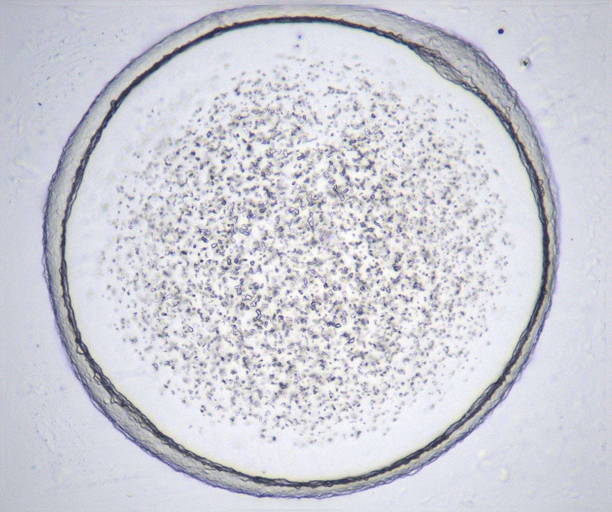 folderID366_plateID2366_batchID11111_wellNum48_profileID1_d1_r169985_ef.jpg