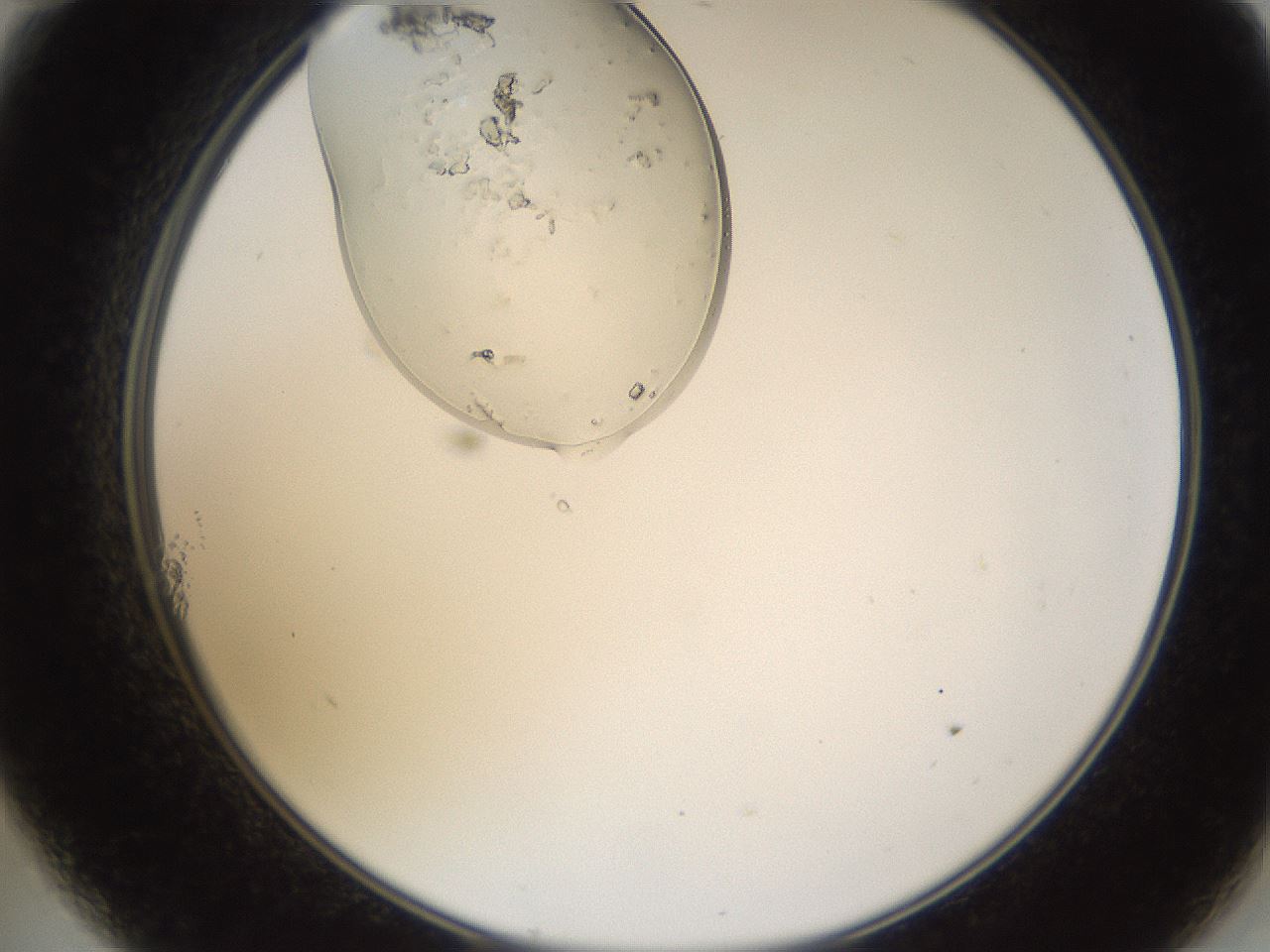 folderID367_plateID1367_batchID4732_wellNum11_profileID1_d2_r82981_ef.jpg
