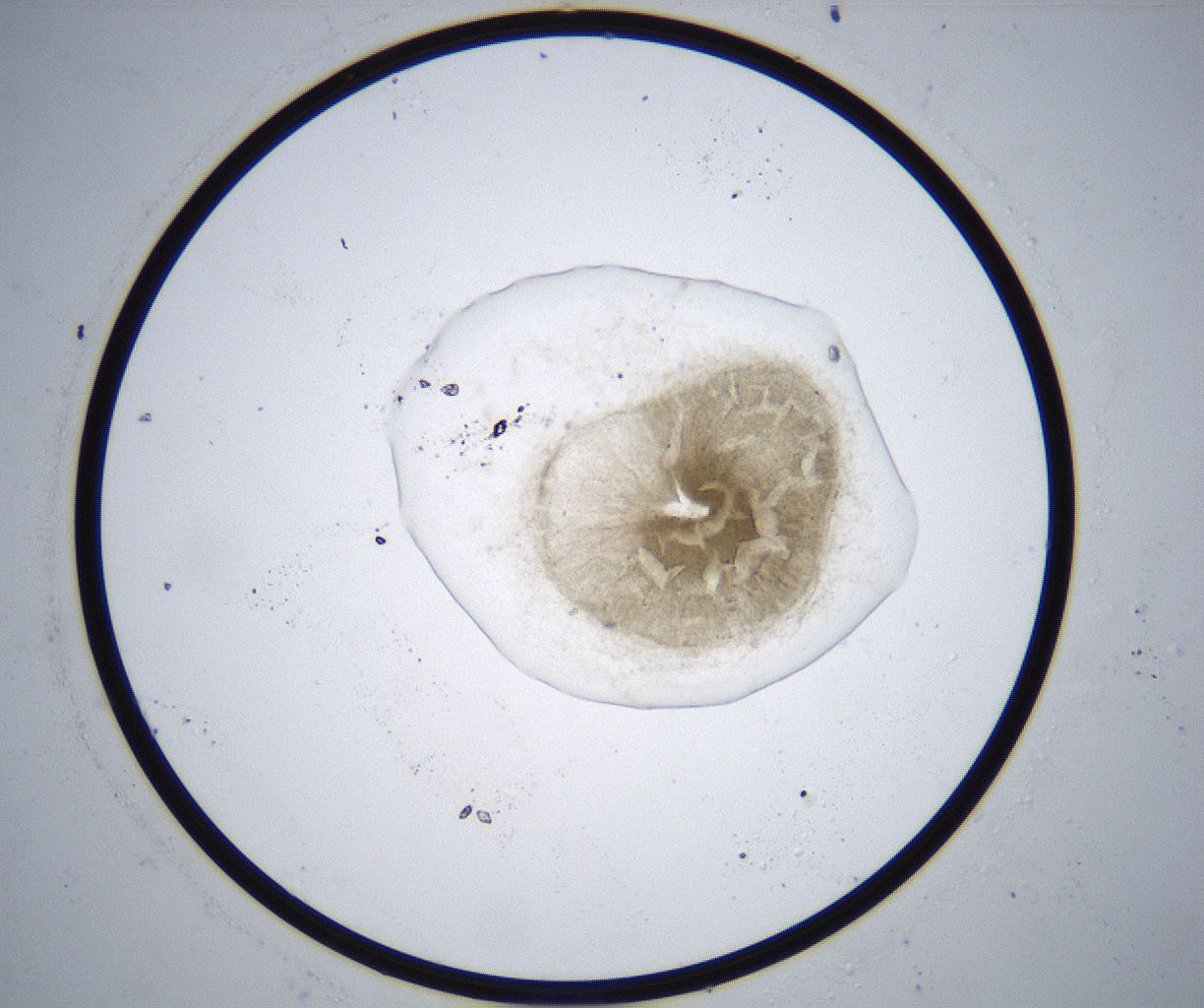 folderID370_plateID2370_batchID11110_wellNum84_profileID1_d1_r169865_ef.jpg