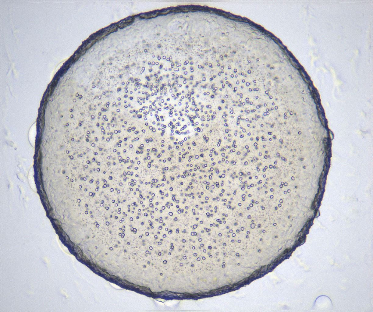 folderID366_plateID2366_batchID11111_wellNum64_profileID1_d1_r170017_ef.jpg