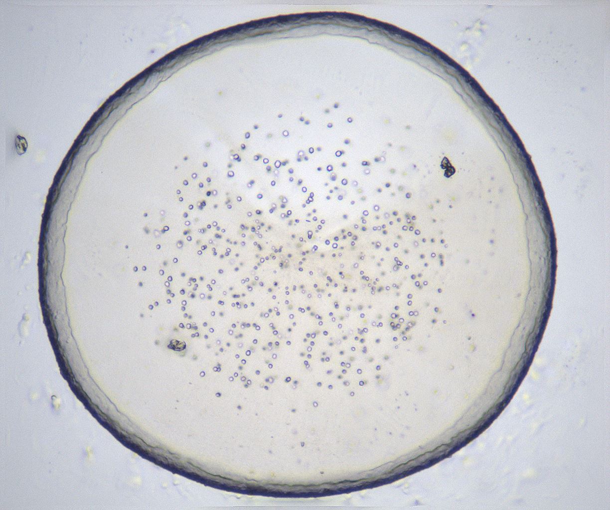 folderID366_plateID2366_batchID11111_wellNum82_profileID1_d1_r170053_ef.jpg