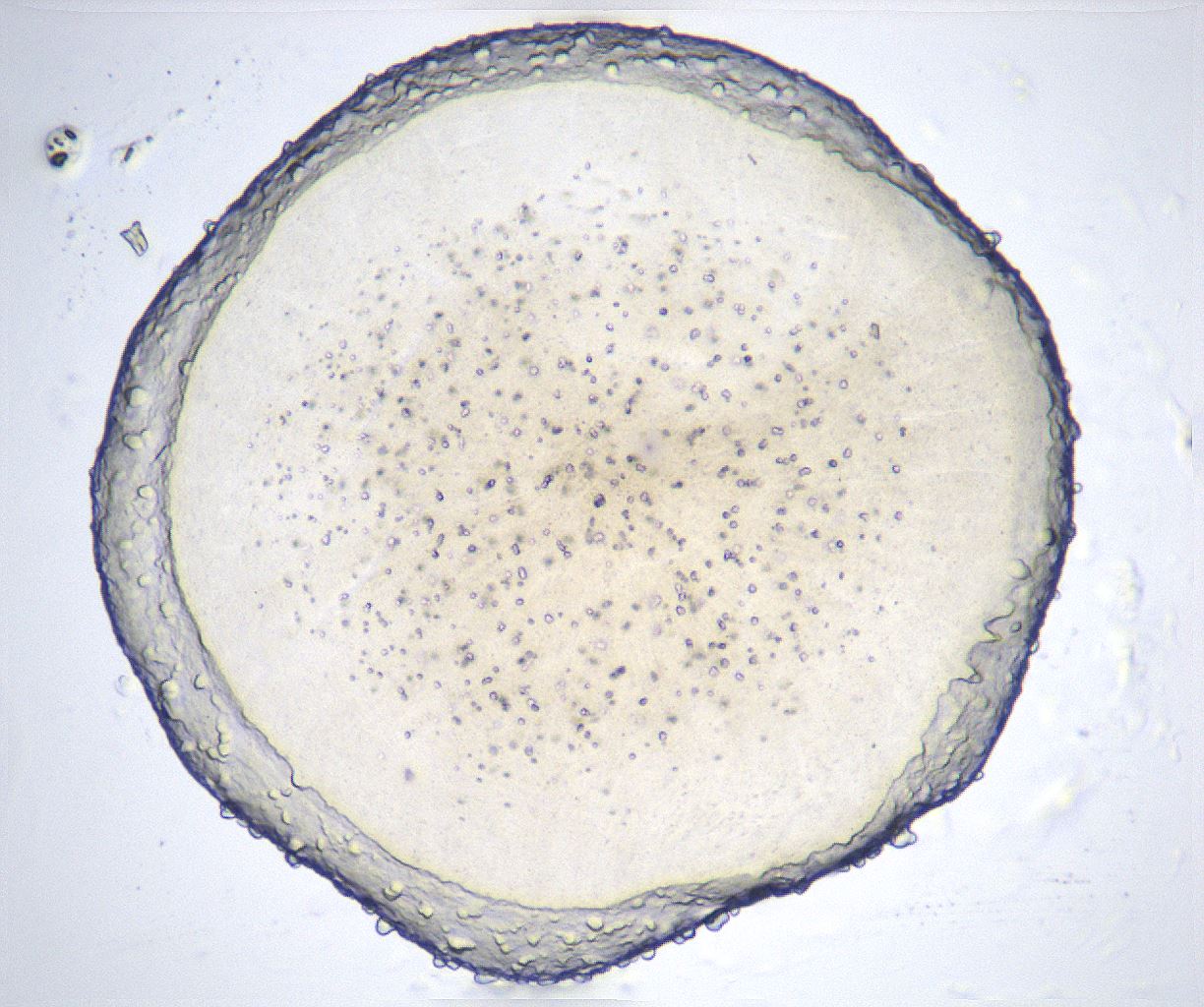 folderID366_plateID2366_batchID11111_wellNum84_profileID1_d1_r170057_ef.jpg