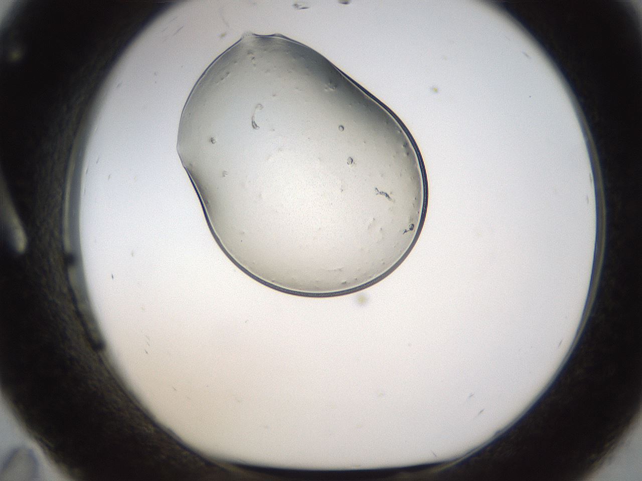 folderID367_plateID1367_batchID4732_wellNum11_profileID1_d1_r82980_ef.jpg