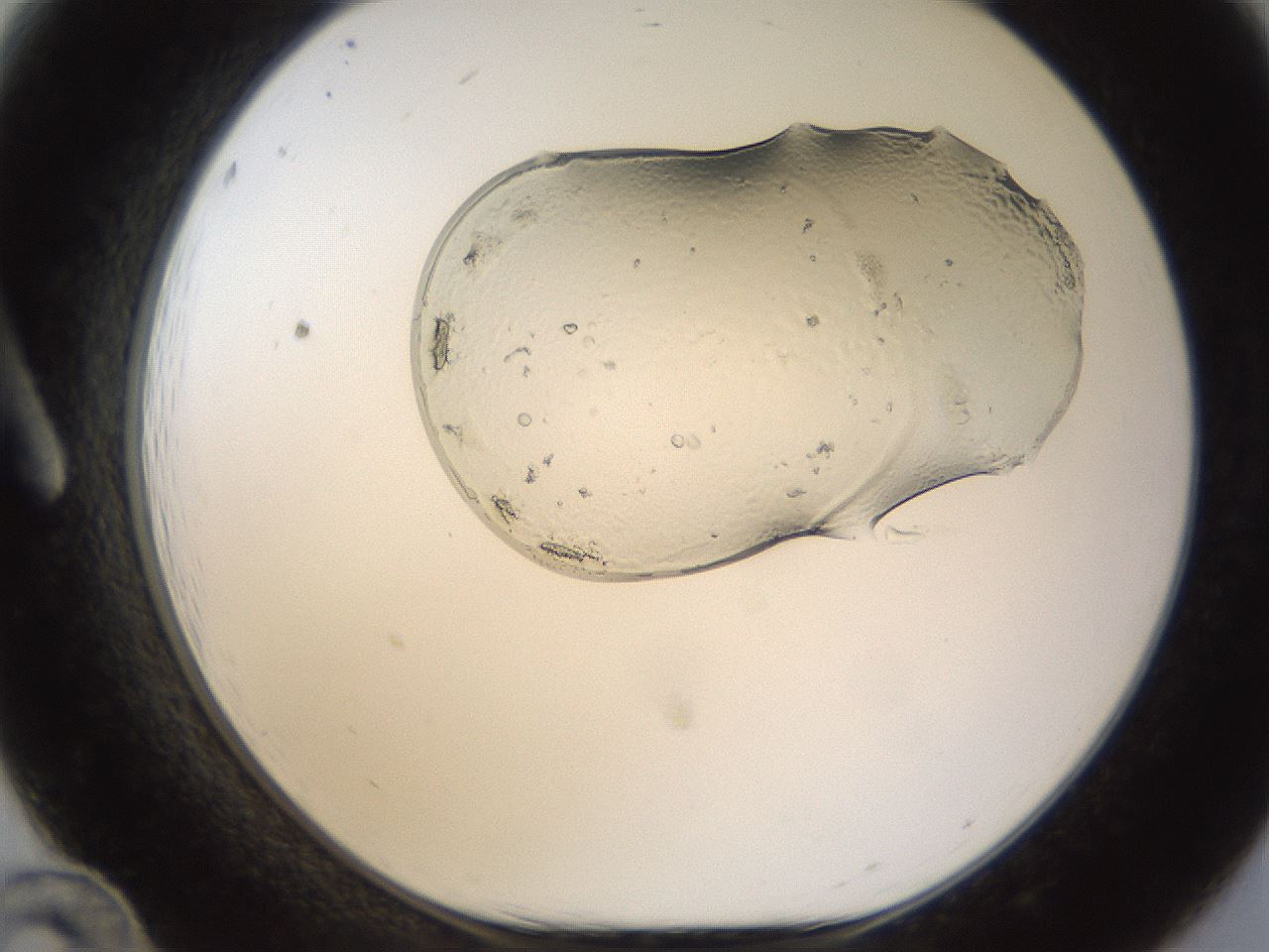 folderID367_plateID1367_batchID4732_wellNum12_profileID1_d1_r82982_ef.jpg