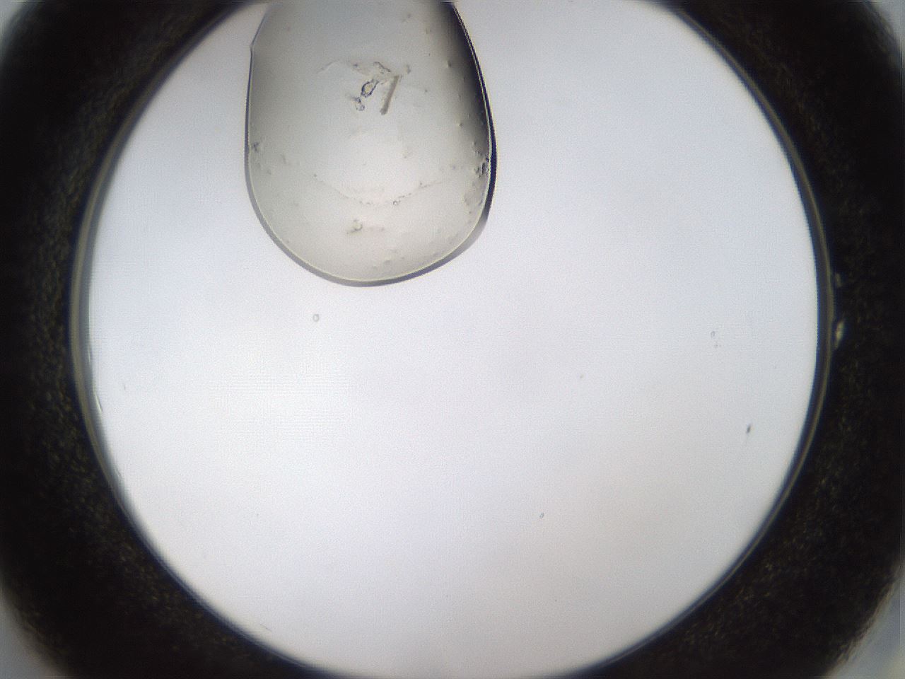 folderID367_plateID1367_batchID4732_wellNum1_profileID1_d2_r82961_ef.jpg