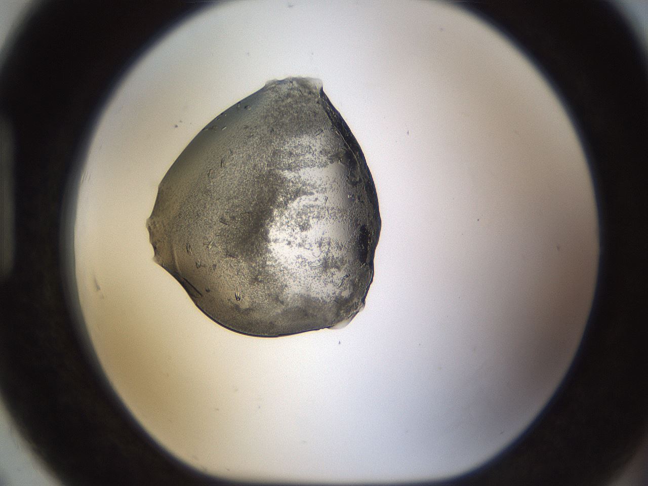 folderID367_plateID1367_batchID4732_wellNum91_profileID1_d1_r83140_ef.jpg