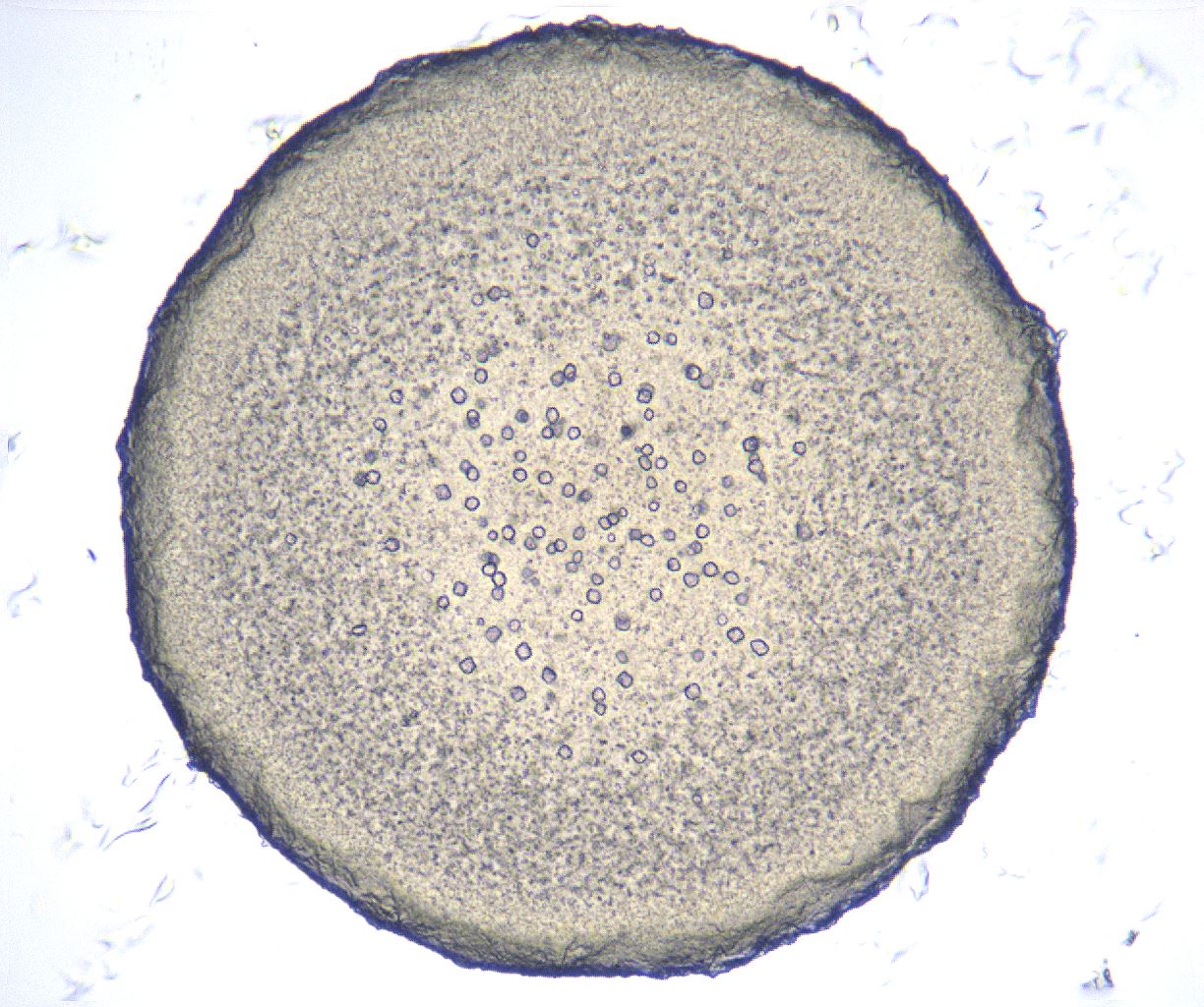 folderID368_plateID2368_batchID11112_wellNum19_profileID1_d1_r170119_ef.jpg