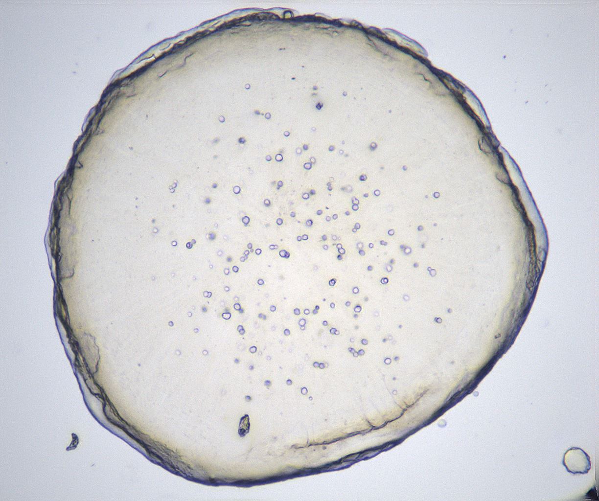folderID368_plateID2368_batchID11112_wellNum8_profileID1_d1_r170097_ef.jpg