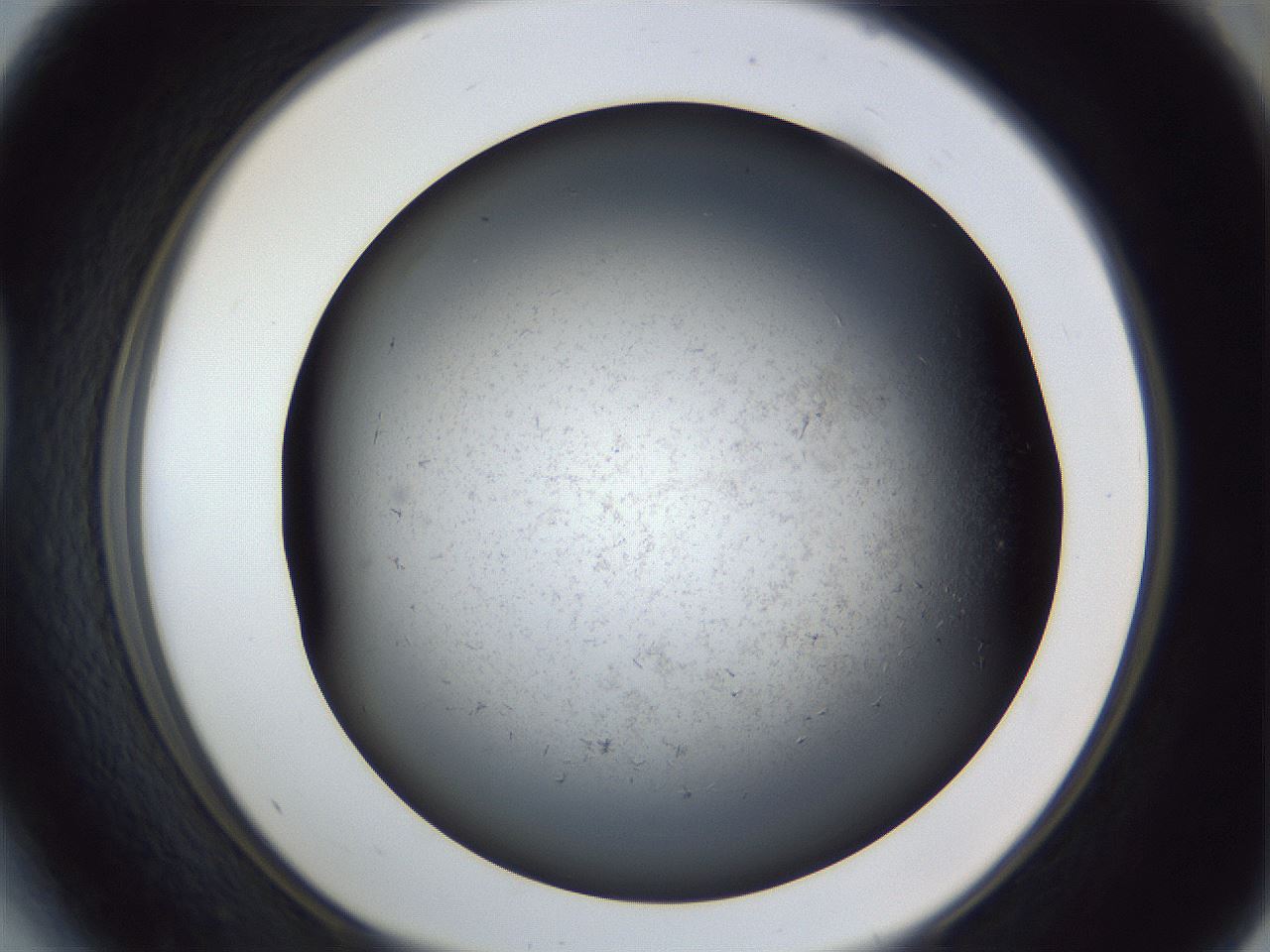 folderID369_plateID1369_batchID4733_wellNum41_profileID1_d1_r83288_ef.jpg