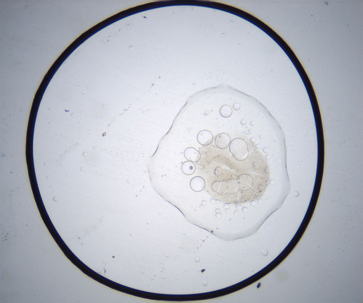 folderID370_plateID2370_batchID11110_wellNum69_profileID1_d1_r169835_ef.jpg